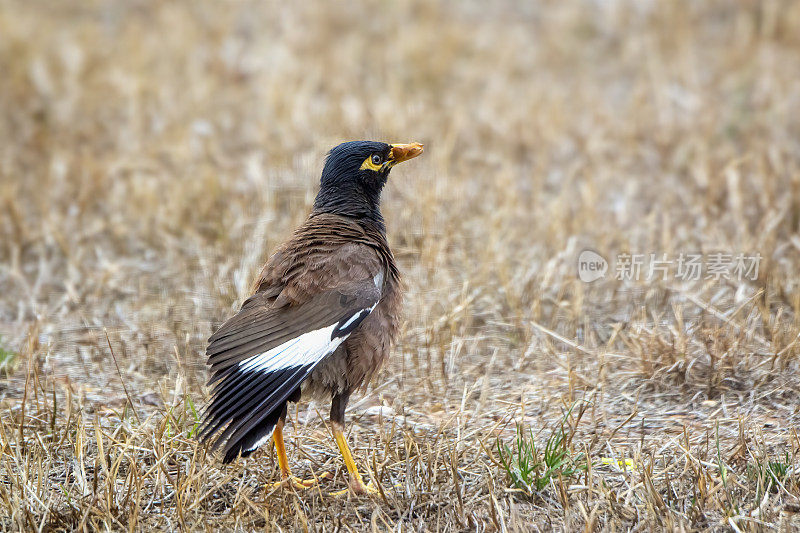 印度米娜鸟（Acridotheres tristis）